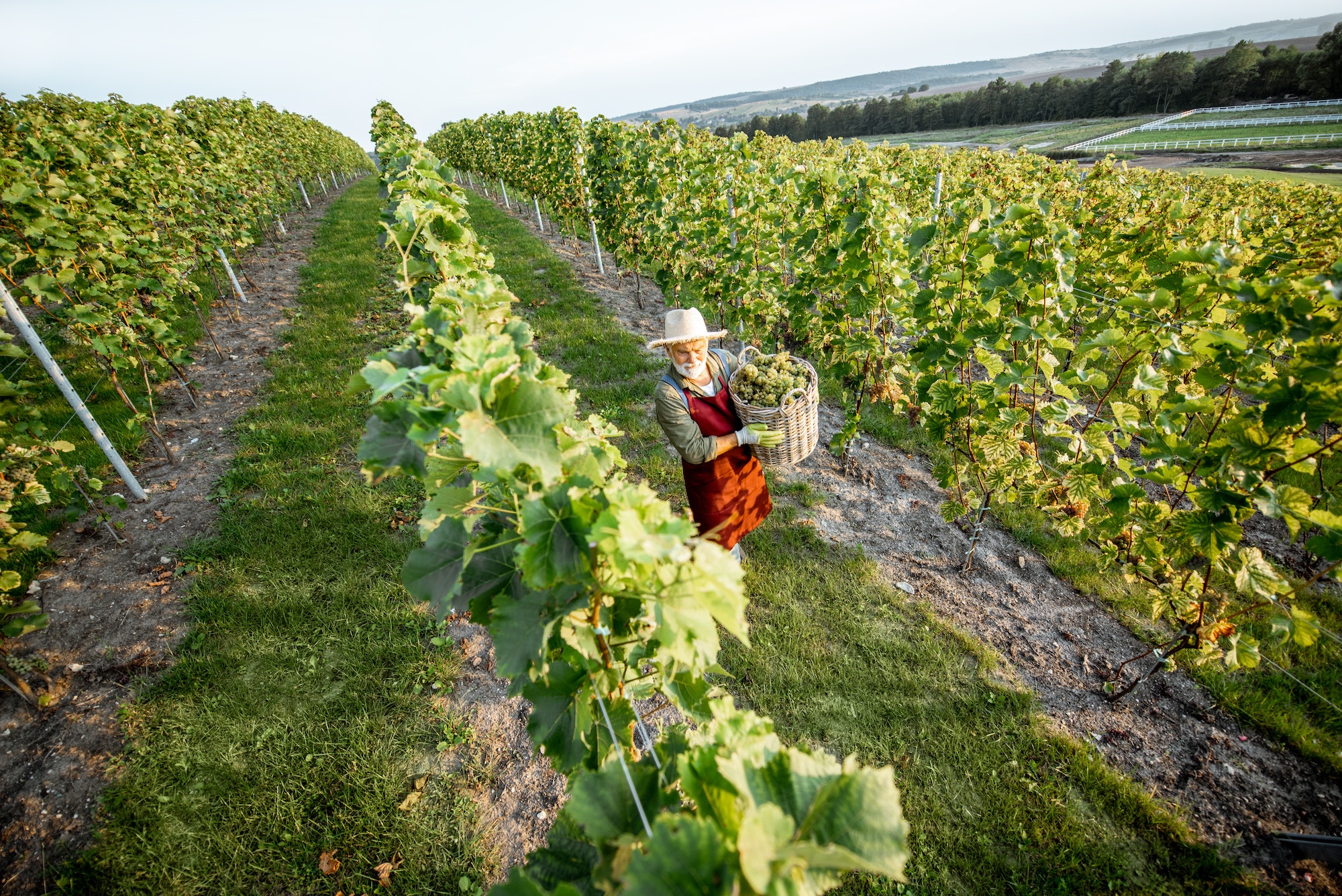Vineyard with man harvesting grapes